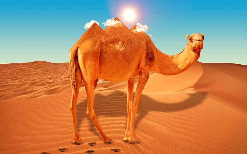 Camel-Giza