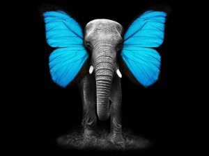 Elephant-Butterfly