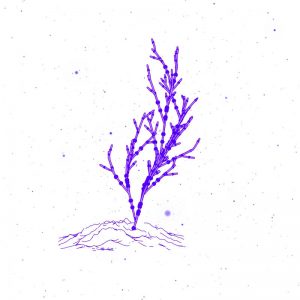 Animated-Tree-Growth