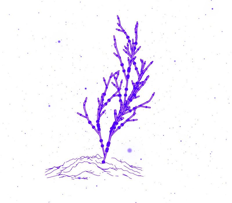 Animated-Tree-Growth
